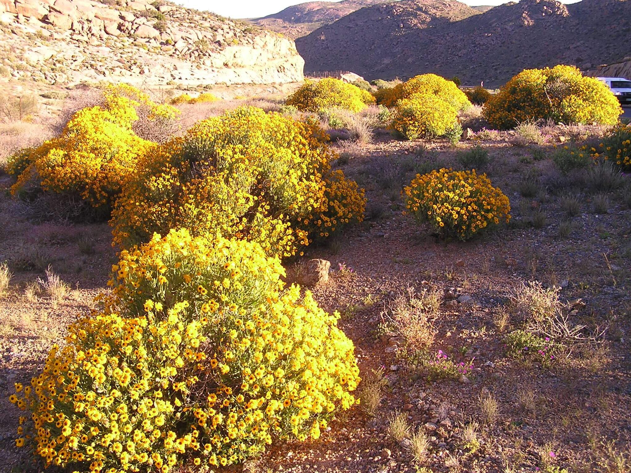 When the Desert Bloomed