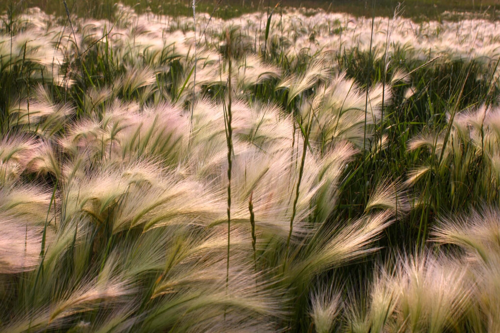 How Green is my Earth, How Blue, the Sky!