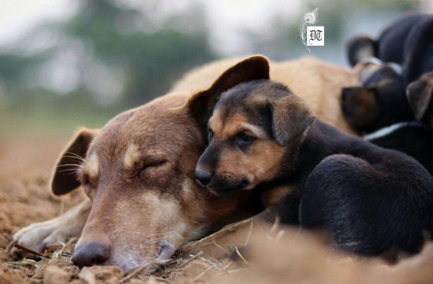 Puppy Love: The K9 Kind