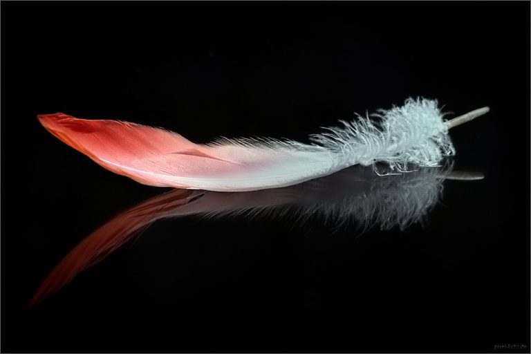 Feather Touch Different Truths