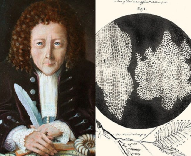 How Robert Hooke Discovered the Existence of Cells - Different Truths