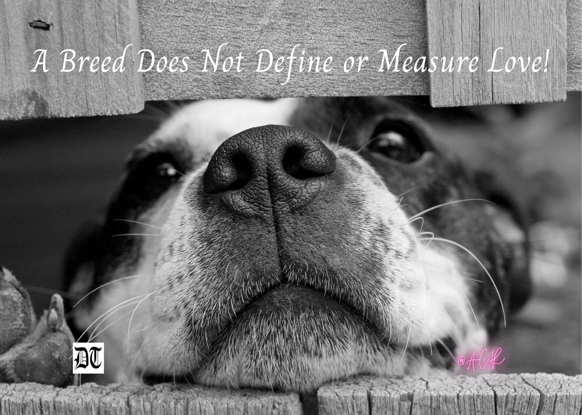 A Breed Does Not Define or Measure Love! Different Truths