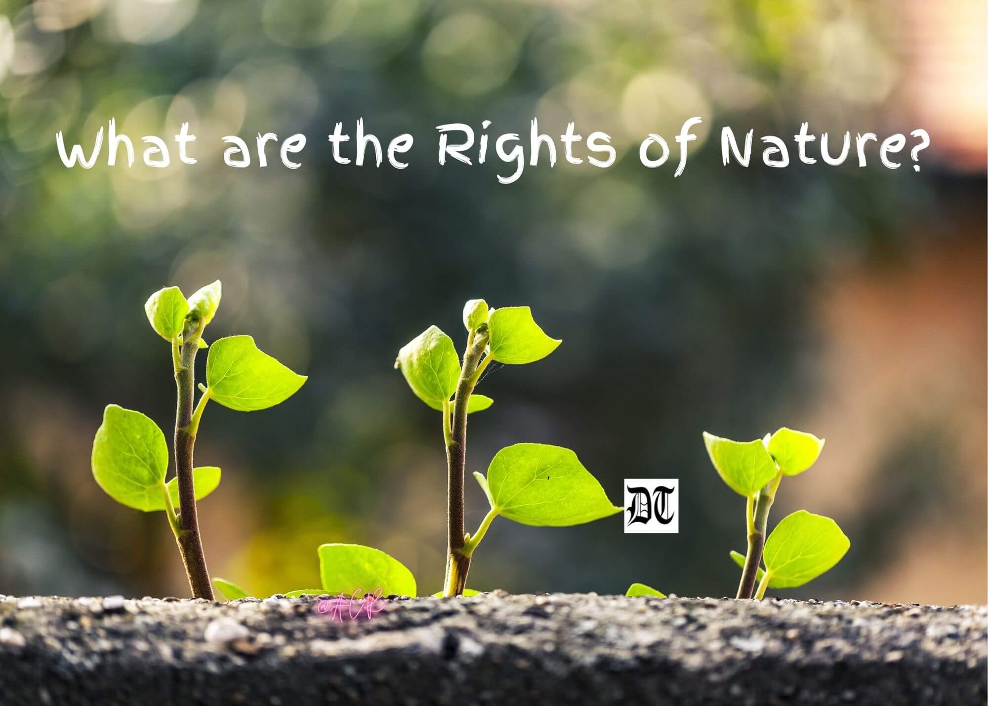 new essays on the nature of rights