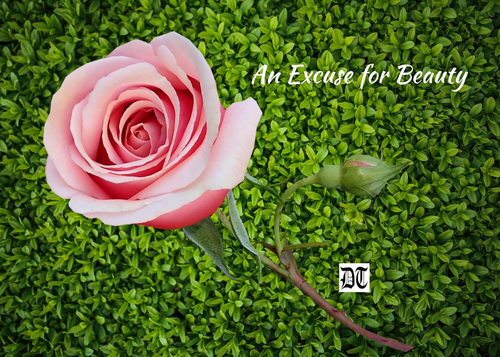 An Excuse for Beauty Different Truths