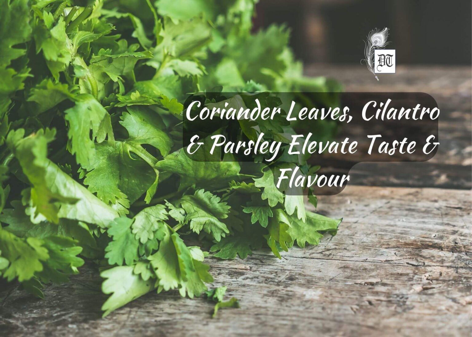 Coriander Leaves, Cilantro & Parsley Elevate Taste & Flavour