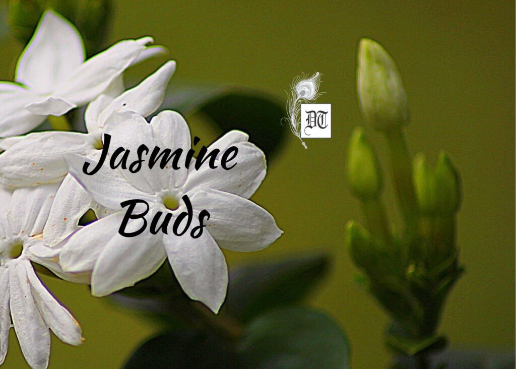 Jasmine Buds Different Truths