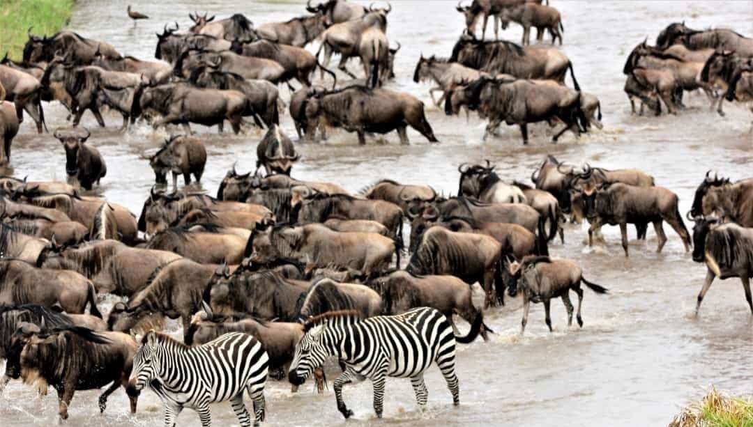 River Crossings and Predators: The Thrills of the Great Migration