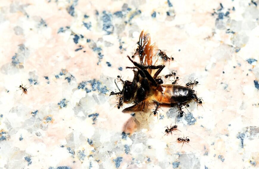 Focus: Where is the Love When People Die Alone in Crowds?