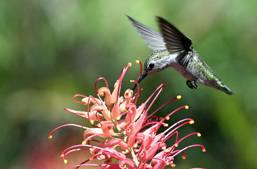 Instant Zen: Nature’s Stillness