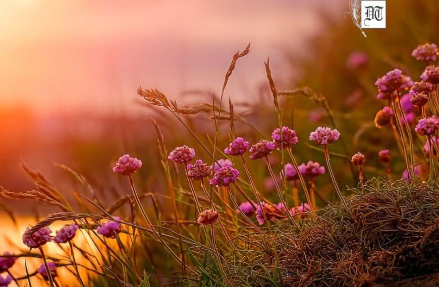 Ultimate Guide to Unleash Your Inner Wildflower