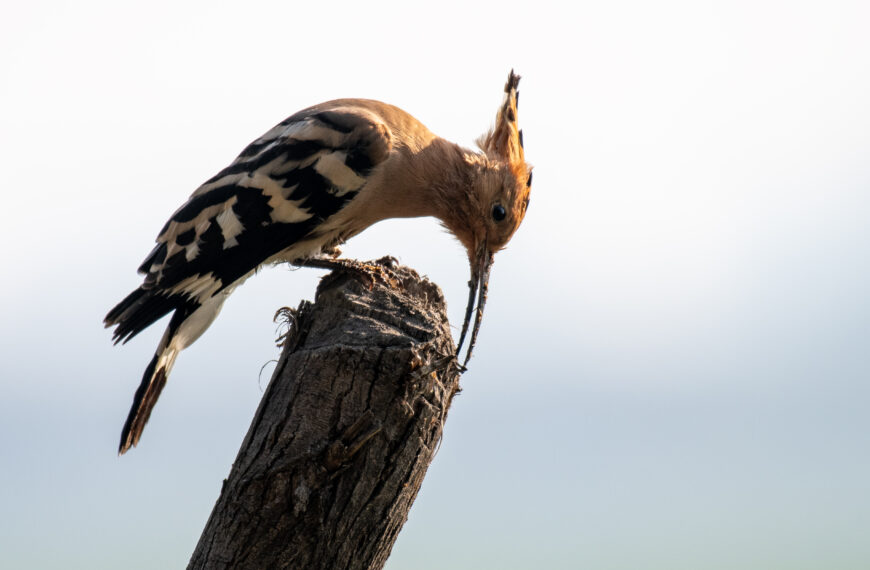 Epic Hoopoe Saga: From Ramayana to Modern Punk Icon