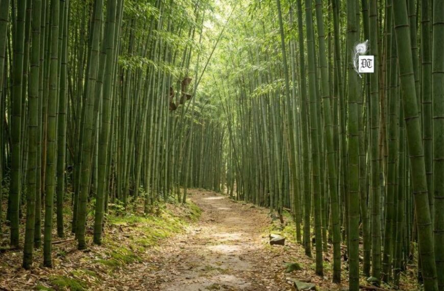 Powerful Lessons from the Bamboo Grove’s Silence