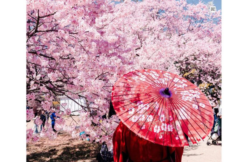 Embracing Japan: Cherry Blossoms and Zen Spirit
