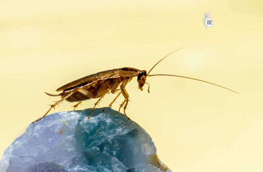 Why India’s Youth Embraced the “I am a Cockroach” Digital Campaign