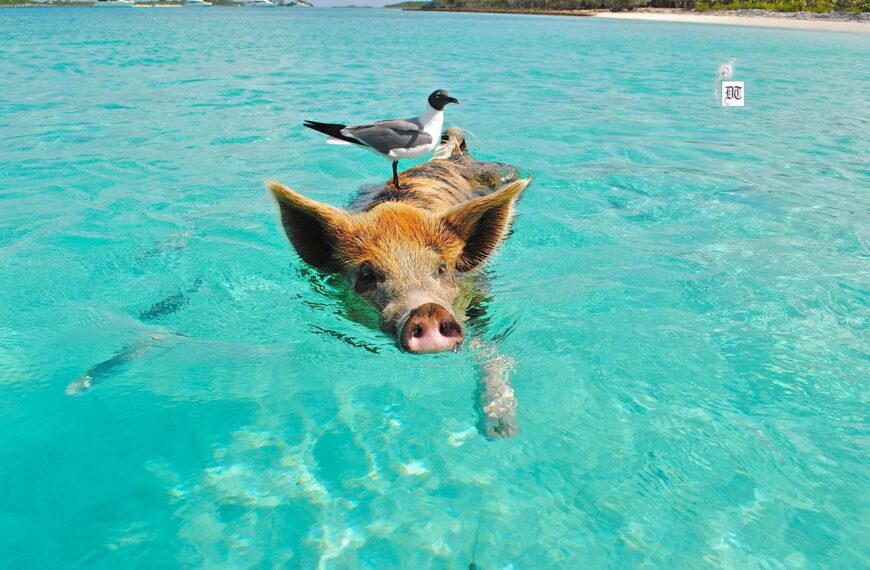 Mind-Blowing Wildlife: The Surreal Swimming Pigs of the Bahamas