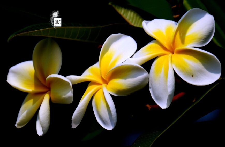 Secret Truths About City Smog and Resilient Flowers